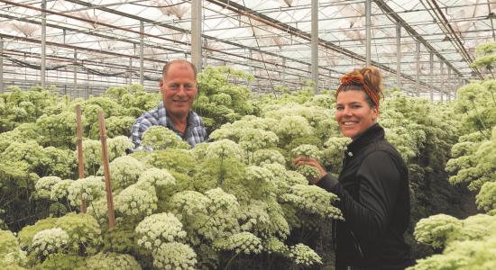 Production de semences de carotte