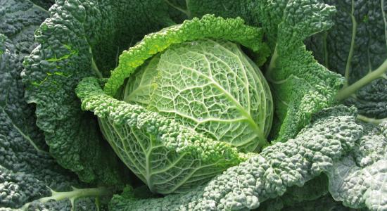 Savoy cabbage