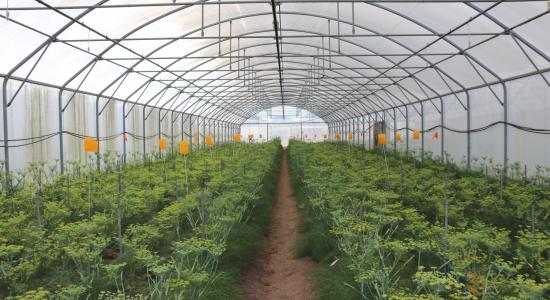 Sélection de semences de qualité en fenouil - serres floraison fenouils