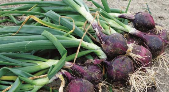 transition_agro-ecologique