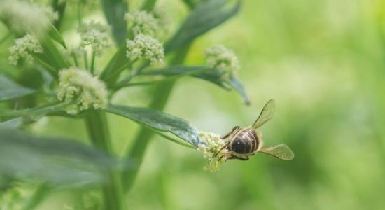 Abeille pollinisant une ombelle de céleri en production de semences biologiques.