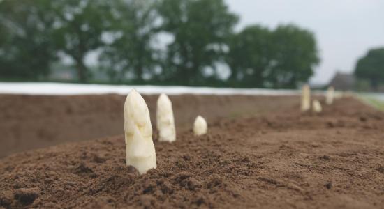 Turions d’asperges blanches sortant du sol sur une butte dans un champ, illustrant le comportement au champ et la régularité attendue des variétés issues des semences d’asperges Bejo.