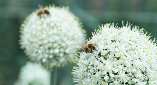 bees_and_bejo_1.jpg