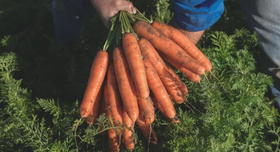 variétés carottes bio Bejo