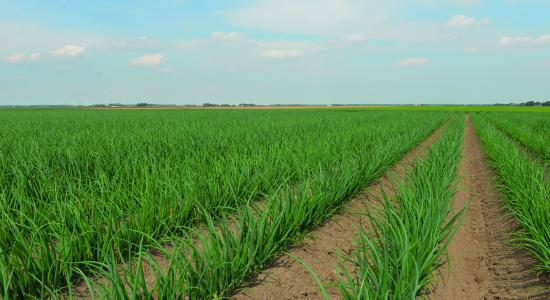 Parcelle d'oignon en phase de croissance